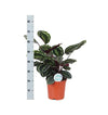 Calathea Medaillon Ø21cm - ↕70cm in Vibes BLUE pot