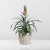 Ananas Mi Amigo in ELHO b.for rock 14 cm warm grey