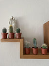 Cactus Mix - 6.5cmØ - 8-15cm hoog- (6 Stuks) - Normal - Ø6.5 cm