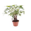 Philodendron Xanadu Op Stam - Ø17cm - ↕40cm