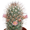 Cactus mix 5.5 cm - zonder pot bloeiend - 5x