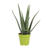 Aloe Vera - Ø15cm - ↕65cm