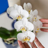 Kolibri Orchids | witte Phalaenopsis orchidee - Amabilis - potmaat Ø9cm | bloeiende kamerplant - vers van de kweker