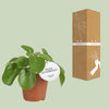 Pilea White Splash - Ø13cm - ↕20cm