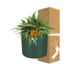 Chlorophytum Ocean 15cm in ELHO b. for soft rond 16cm leaf green