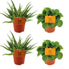 2x Aloe Spider + 2x Peperomia Rana Verde - 4 stuks - Ø10.5cm - ↕10cm