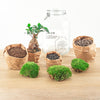 DIY terrarium - Jar - Ficus Ginseng bonsai - ↕ 28 cm - Rake + Shovel + Tweezer