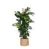 Monstera Deliciosa MOSSTOK Ø27cm ↕150cm in Albury NATURAL mand