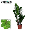 Zamioculcas Zamiifolia - Ø14cm - ↕65cm