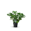 Actie: Monstera Deliciosa - Ø21cm - ↕70cm