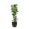 Ficus Lyrata - Ø21cm - ↕90cm in BOULE antraciet pot