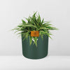 Chlorophytum Ocean 15cm in ELHO b. for soft rond 16cm leaf green