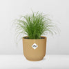 Cyperus Alternifolius Zumula in ELHO Vibes Fold 14cm geel