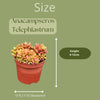 Succulenten- Anacampseros Rufescens Varigata- 8.5cmØ- 8-10cm hoog- 3 stuks - Gekleurd Zink