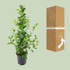 Ficus microcarpa Moclame - Ø21cm - ↕95cm