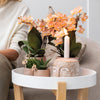 Kolibri Company - Planten set Ring pot zand | Set met geurende Phalaenopsis orchidee Ø9cm en groene planten Succulent Aloë Brevifolia Ø6cm  | incl. zand kleurige sierpotten