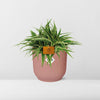 Chlorophytum Ocean 15cm in ELHO Vibes Fold 16cm round  delicate pink