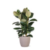 Ficus Elastica Robusta Ø27cm - ↕115cm in Boule TAUPE pot