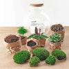 DIY terrarium - Bolder Bob Bonsai - ↕ 30 cm - Rake + Shovel