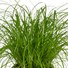 Cyperus Alternifolius (Kattengras) - 4 stuks - Ø12cm - ↕20cm