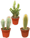 Cactus Palen Mix - 8.5cmØ- 15-20cm hoog - (3 Stuks) - Normal - Ø8.5 cm