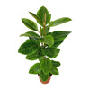 Ficus Altissima - Ø21cm - ↕95cm