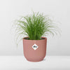 Cyperus Alternifolius Zumula in ELHO Vibes Fold 14cm roze