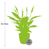 Spathiphyllum 12 Cm Torelli in ELHO b.for rock 14 cm warm grey