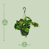 Philodendron Scandens Brasil - Ø15cm - ↕35cm