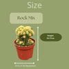 Cactus- Rotsen mix- 8.5cmØ- 13-17cm- 3 stuks - Zink