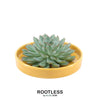 ROOTLESS Succulent Echeveria Pulidonis in schaal 'geel' Ø20 cm - ↕5 cm