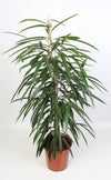 Ficus Binnendijkii Alii 21 Cm - Ø21cm - ↕100cm