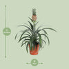 Ananas Mi Amigo - Ø12cm - ↕40cm