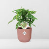 Monstera ‘Monkey Leaf’ in ELHO Vibes Fold 14cm roze