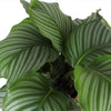 Calathea Orbifolia Ø21cm - ↕70cm in Albury BLACK print mand