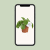 Pilea White Splash - Ø13cm - ↕20cm