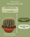 Cactus- Echiocactus Grusonii- 24cmØ- 23-28cm hoog - Normal - Ø24 cm - 1x - ↕23 - 28 cm