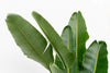 Strelitzia Augusta multi stam XXL - 225 cm - ø40