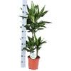 Dracaena Janet Lind Ø21cm - ↕90cm