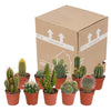 Cactus mix 5.5 cm - 10x - zonder pot