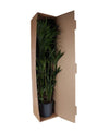 Dypsis Lutescens (Areca Palm) - Ø27cm - ↕160cm