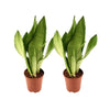 Actie: Sansevieria Moonshine - 2 stuks - Ø12cm - ↕35cm