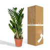 Zamioculcas Zamiifolia - Ø17cm - ↕70cm