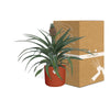 Ananas Mi Amigo 12 Cm Pot in ELHO b.for soft rond 14cm brique