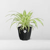 Chlorophytum Comosum Variegatum in 14cm b.for rock living black