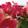 Kolibri Orchids | COMBI DEAL van 2 rode Phalaenopsis orchideeën - Congo - potmaat Ø9cm  bloeiende kamerplant - vers van de kweker