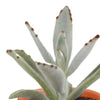 Cactus en vetplanten mix 5.5 cm | 15 stuks - in terracotta pot