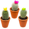 Cactus mix kunstbloemen- 8.5cmØ- 10-15cm- 3 stuks - Terracotta