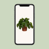 Pilea Peperomiodes - Pannekoekenplant - Ø15 - 25cm