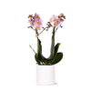 Kolibri Orchids | Roze phalaenopsis orchidee - Andorra + Pastel pot white - potmaat Ø9cm | bloeiende kamerplant - vers van de kweker